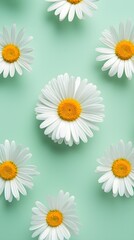 Fototapeta premium Flower photo. Daisies on green mint background. Top view. Creative concept of spring wallpaper. 