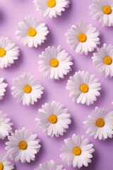 Daisies on purple background. Modern flower wallpaper. Top view. 