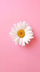 Macro flower photo. Daisies on pink background. Top view. Modern advertising. 