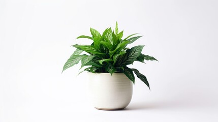 A white pot with a green plant. Suitable for interior decoration