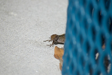Florida brown lizard (brown anole) looking around a trash can 
