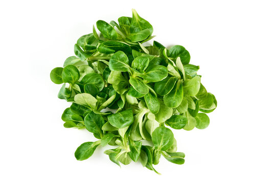 Lambs lettuce, corn salad, isolated on white background