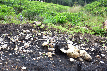 onions in the garden