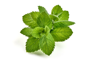 Fresh green mint, isolated on white background. High resolution image