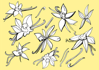 Isolated vector set of vanilla. Vanilla sticks, vanilla flower and pods. Aroma, food. Vector hand drawn illustration of orchid Flower and pods on a yellow background.