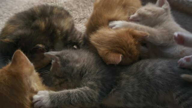 Cute Little kittens suck milk from their mother cat, kittens sleep after feeding, feeding domestic kittens, cinematic advertising video, blurred background 4K, red gray kittens
