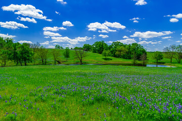 Texas Bluebonnets and Wildflowers.