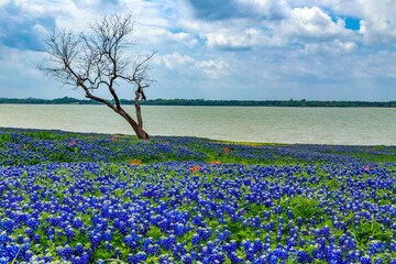 Texas Bluebonnets and Wildflowers.