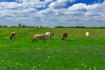 Fototapeta premium Texas Bluebonnets and Wildflowers.