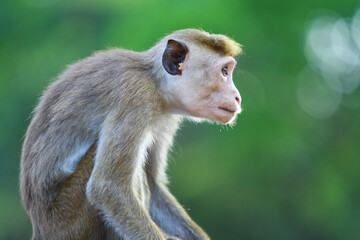 portrait of a macaque