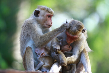 japanese macaque sitting on a tree