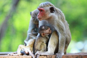 portrait of a baboon