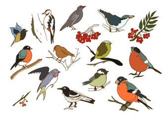 Isolated vector set with migratory and wintering birds on white background. Stork,c row, rook, swallow, nightingale, tit, bullfinch,siskin,goldfinch,nuthatch. The flight of birds to the southern edge.