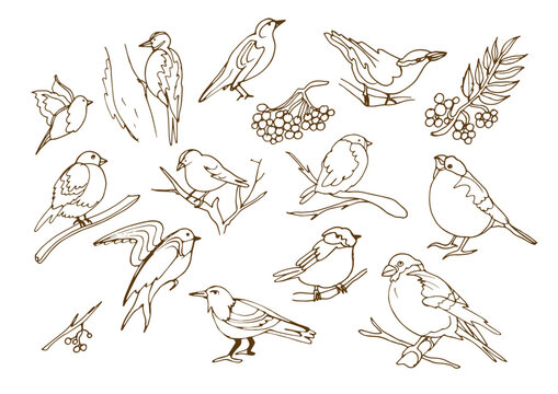 Isolated vector set with migratory and wintering birds on white background. Stork,c row, rook, swallow, nightingale, tit, bullfinch,siskin,goldfinch,nuthatch. The flight of birds to the southern edge.