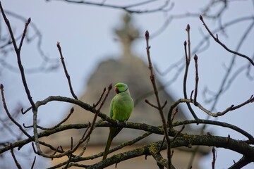 Une perruche à collier sur une branche d'arbre dans le parc des Buttes-Chaumont en hiver
