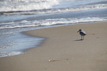 bird on the seashore
