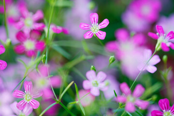 Fototapeta premium gypsophila flower