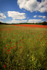 Poppy field in Kent England UK