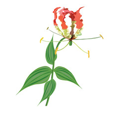 Vector illustration with gloriza flower