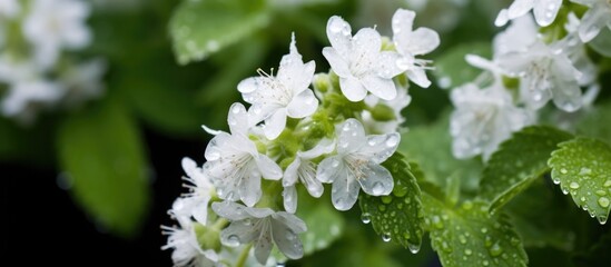 Nepeta racemosa Snowflake has leaves and small white flowers.