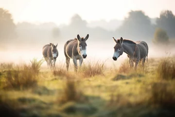 Schilderijen op glas donkeys in a meadow with morning fog © Natalia