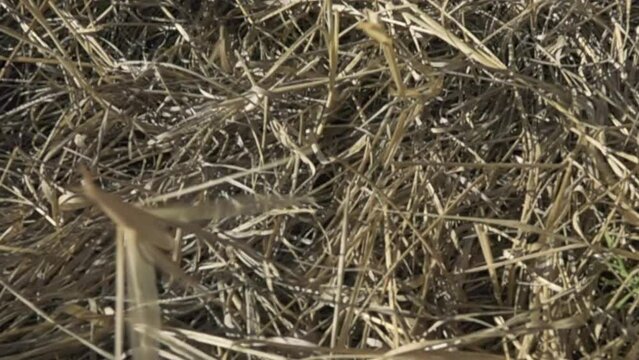 Mimesis. Insects have a great mimicry ability. The camera hits the grass and suddenly a straight-winged one flies out there - 8 cm long locust Saga pedo. Super slow motion 1000 fps.