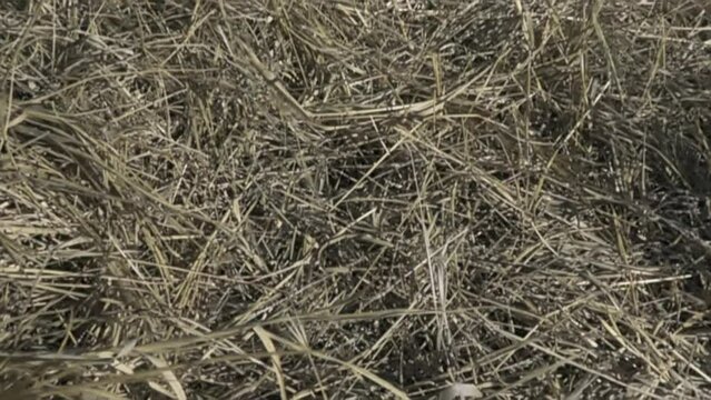 Mimesis. Insects have a great mimicry ability. The camera hits the grass and suddenly a straight-winged one flies out there - 8 cm long locust Saga pedo. Super slow motion 1000 fps.