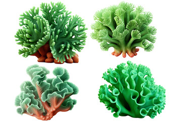 Coral Green PNG