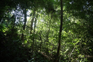 sun rays in the forest