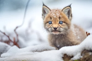 Tuinposter dewy-eyed lynx cub in a soft snow bank © Natalia