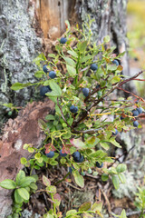 Wild blueberry bushes with ripe berries in forest. Seasonal huckleberry berries.