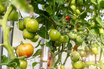Red and green ripening juicy tomatoes on branch closeup in greenhouse.