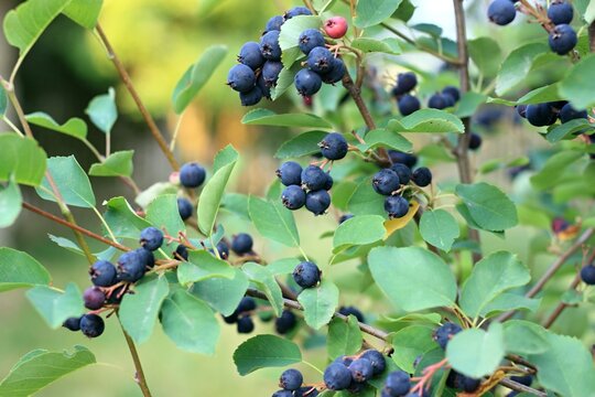Branch with berries of Amelanchier alnifolia called Smoky Saskatoon, Pacific serviceberry, western serviceberry or dwarf shadbush. Detail of shrub branch with edible berry-like fruits.