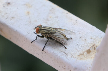 Big House Fly resting on winter sun.