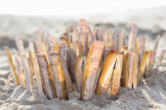 razor shells on the beach