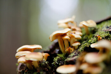 champignon dans la forêt	 - 706438687