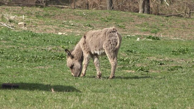 Fluffy donkey grazing on green field