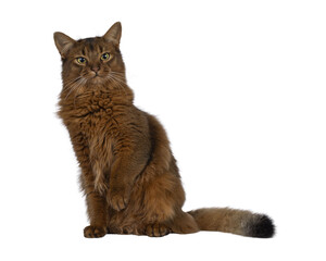 Beautiful young adult Somali cat, sitting up side ways. One paw playfully up. Looking towards camera. Isolated cutout on a transparent background.