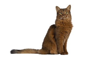 Beautiful young adult Somali cat, sitting up side ways. Looking towards camera. Isolated cutout on a transparent background.