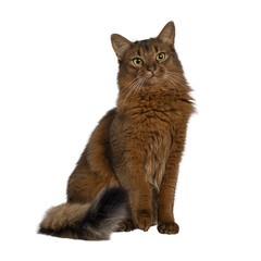 Beautiful young adult Somali cat, sitting up side ways. Looking beside camera. Isolated cutout on a transparent background.