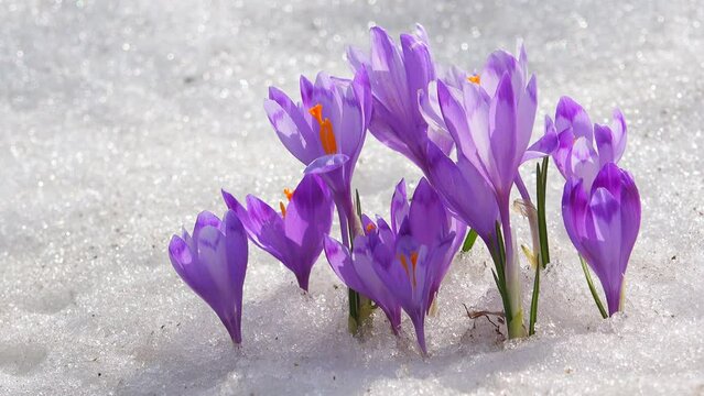 Crocus flowers blooming from the snow in early spring