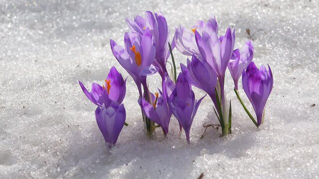 Detail of crocus flowering from snow
