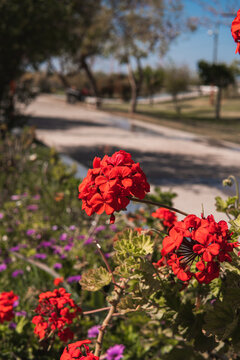 flores en el parque