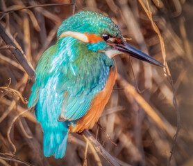 Eisvogel auf einem Zweig