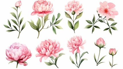 Set of watercolor illustrations with peonies and leaves. Botanical illustration on white background for wedding, congratulations, wallpapers, fashion, backdrops, wrappers, print