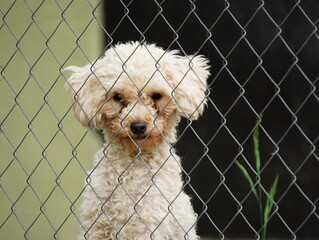 Poodle Puppy sits behind a cage and looks at the camera. Little Dog behind the fence