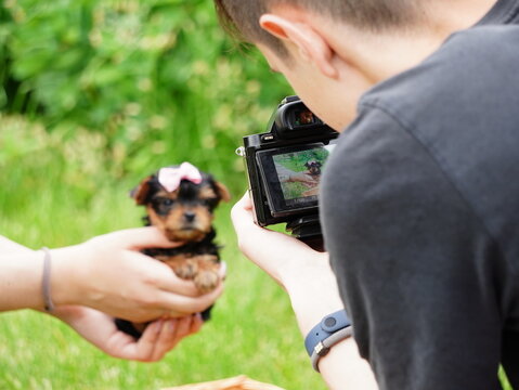 Photographer takes pictures of a Yorkshire terrier Puppy