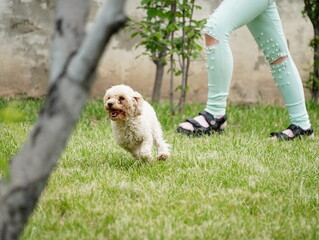 Little Puppy of a light brown Poodle in a green meadow is happily running 