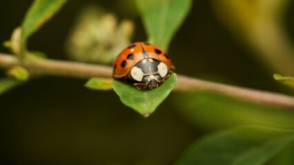 A red and black ladybug perched on a green leaf.