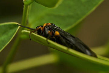Black and yellow insect, Fly Sierra del Sen del Campo Adurgoa gonagra © DiazAragon